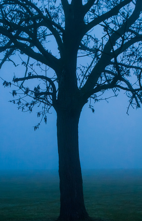 Fog-cloaked tree