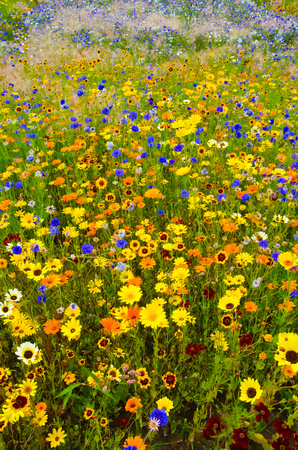 Wildflowers in London's Olympic Park