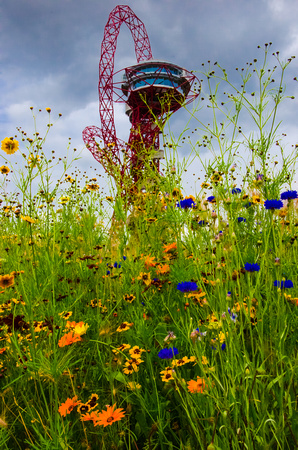 The Orbit seen through the wildflower planting in London's Olympic Park