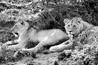 Lions lazing