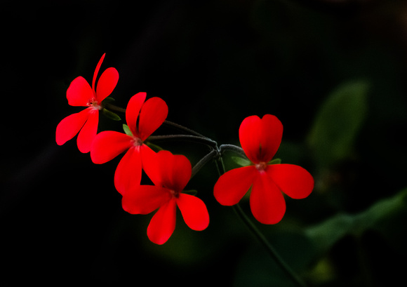 Blooming Red
