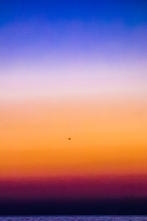 A bird flies into a Rothko