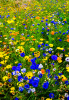 Wildflower planting in London's Olympic Park