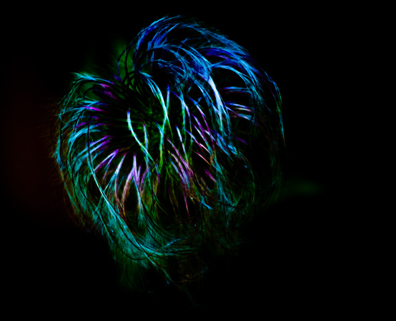 Psychedelic seedhead
