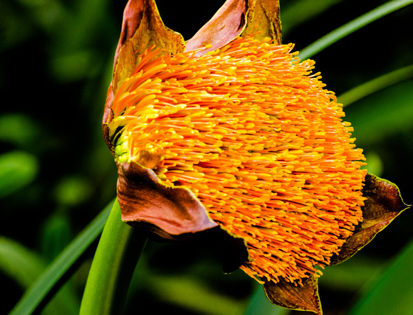 Blooming Orange